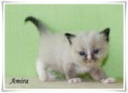 /album/amira/amira-4-hetes-005-jpg/